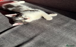 Mixed Breed cats for sale: Black and white kittens  - Image 7