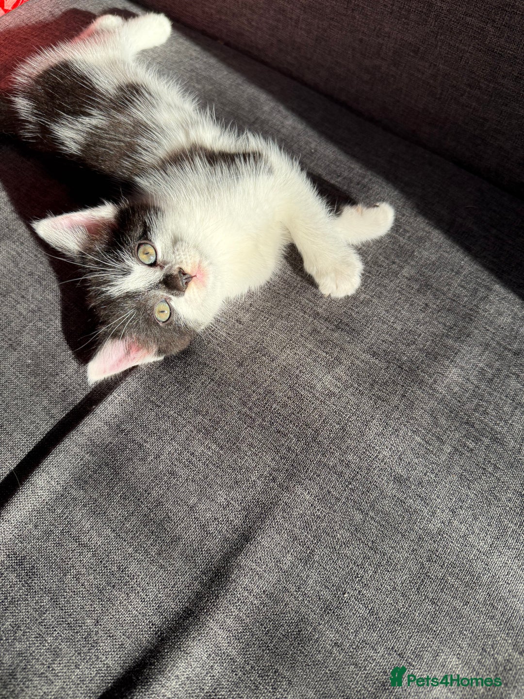 Mixed Breed cats for sale: Black and white kittens  - Image 7