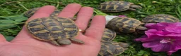 Hermann Tortoise reptiles for sale: Hermanns tortoises. 1 year old with article 10 - Advert 6