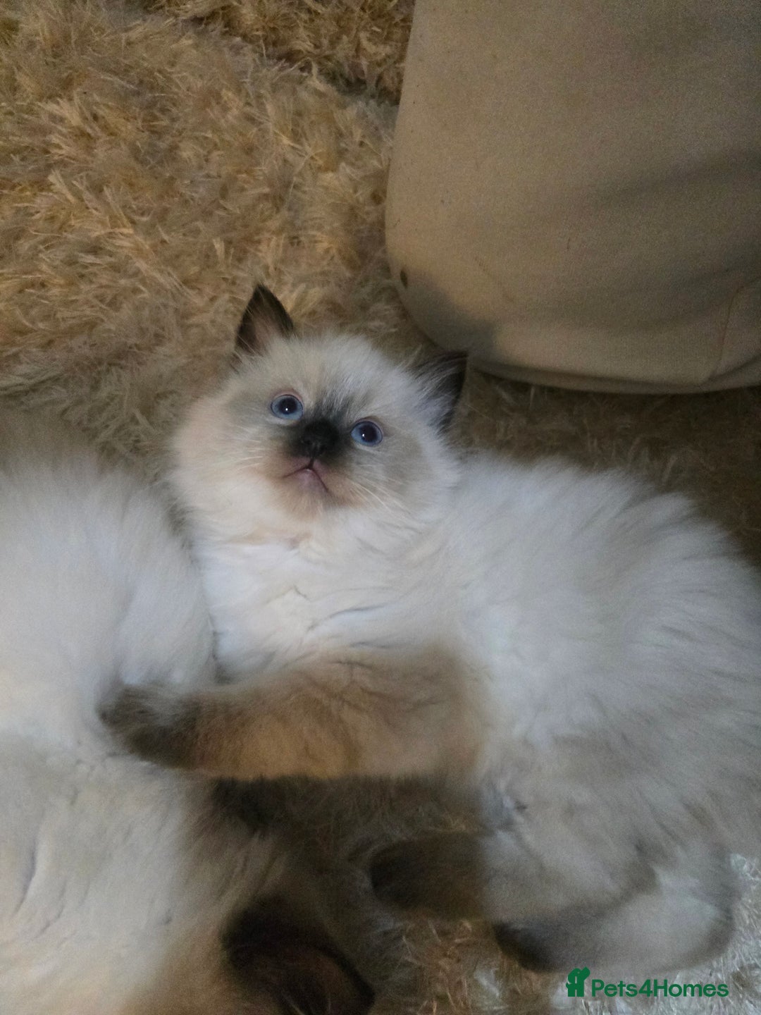 Ragdoll cats for sale: Ragdoll kittens - Advert 6