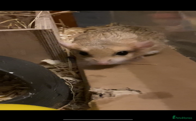 Gerbil rodents - Advert 6