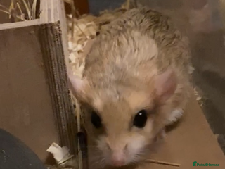 Gerbil rodents for sale - Advert 1