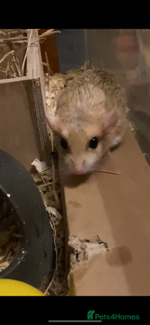 Gerbil rodents - Advert 2