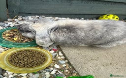Mini Lop rabbits for sale: Male harlequin mini lop - Image 1