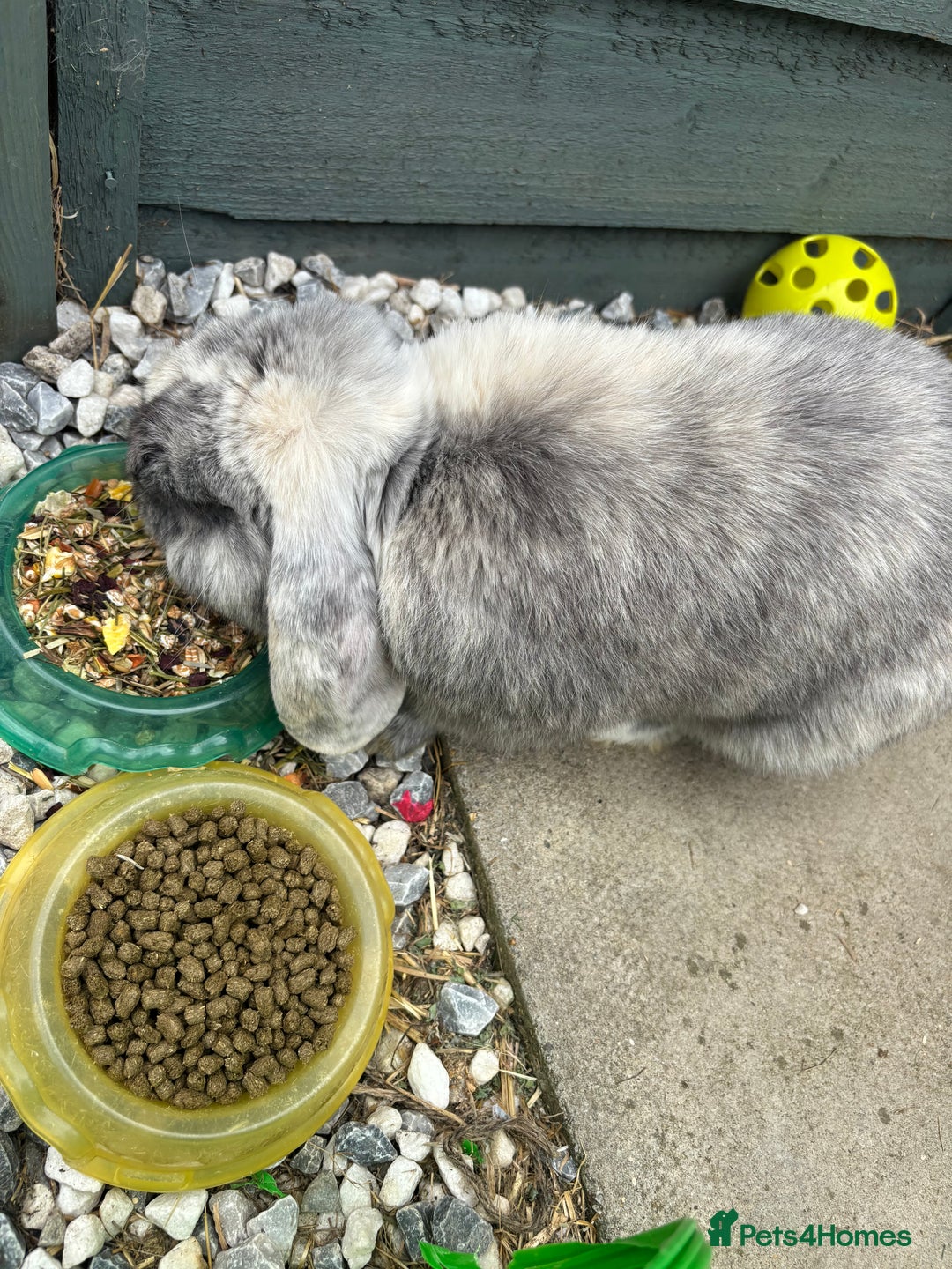 Mini Lop rabbits for sale: Male harlequin mini lop - Image 1