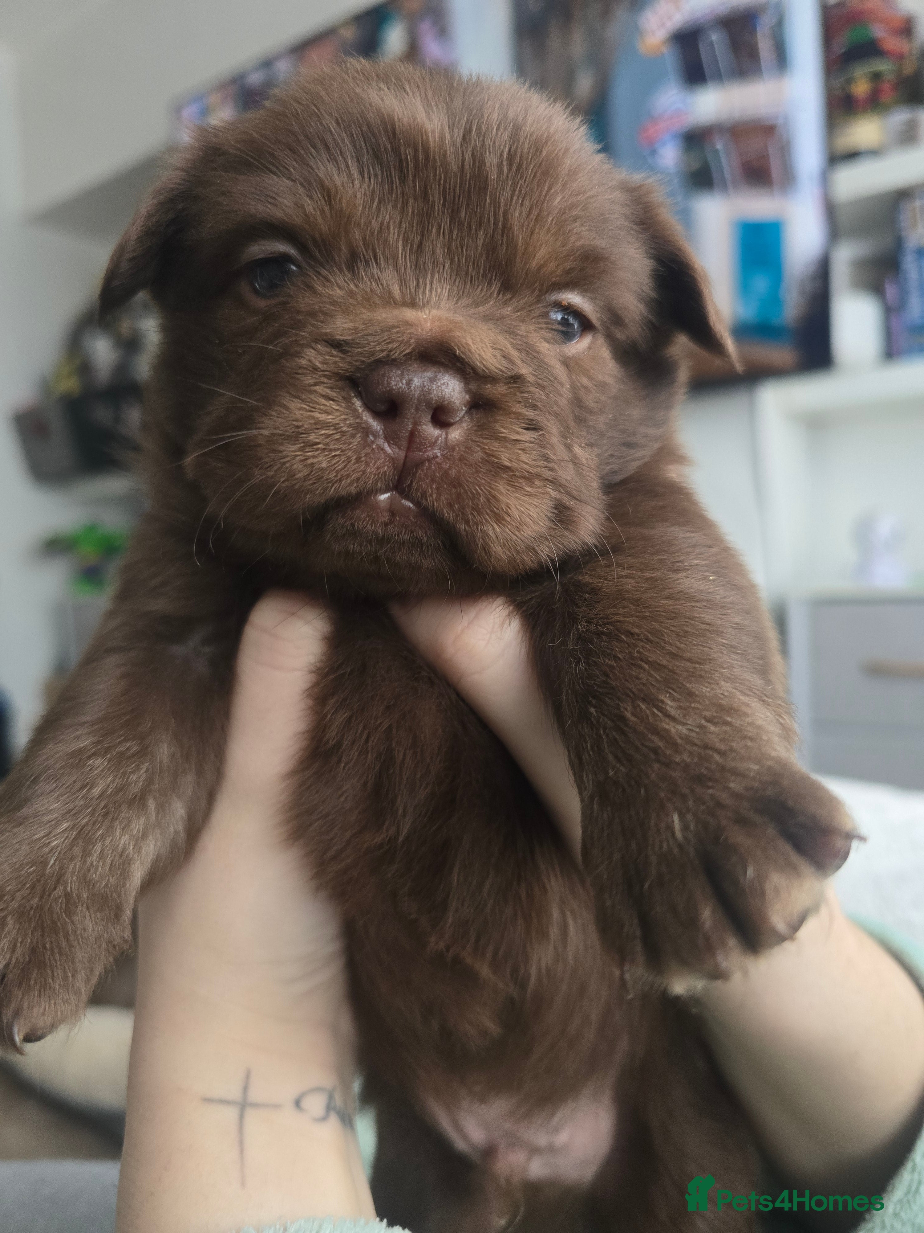 French Bulldog dogs Fluffy Frenchie  - Advert 3