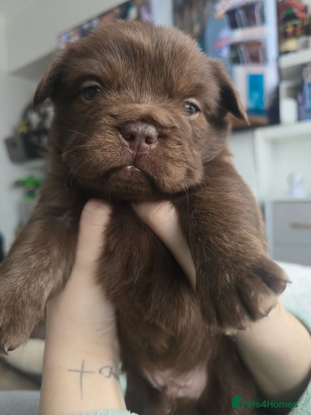 French Bulldog dogs for sale: Fluffy Frenchie  - Advert 1