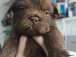 French Bulldog dogs Fluffy Frenchie - Advert 3