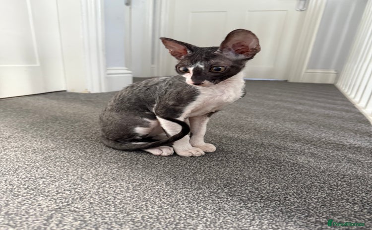 Cornish Rex cats - Advert 2