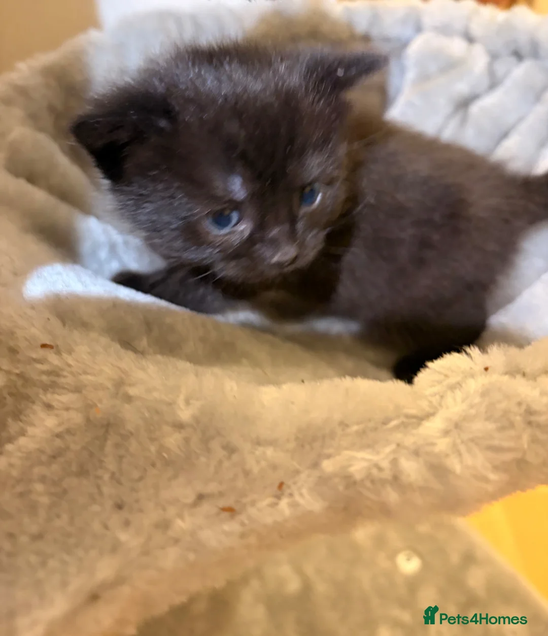 Mixed Breed cats for sale:  4 Adorable Kittens for Sale – £180 Each in London - Advert 2