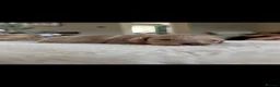 Toy Poodle dogs for sale: Miniature toy poodles  - Advert 5