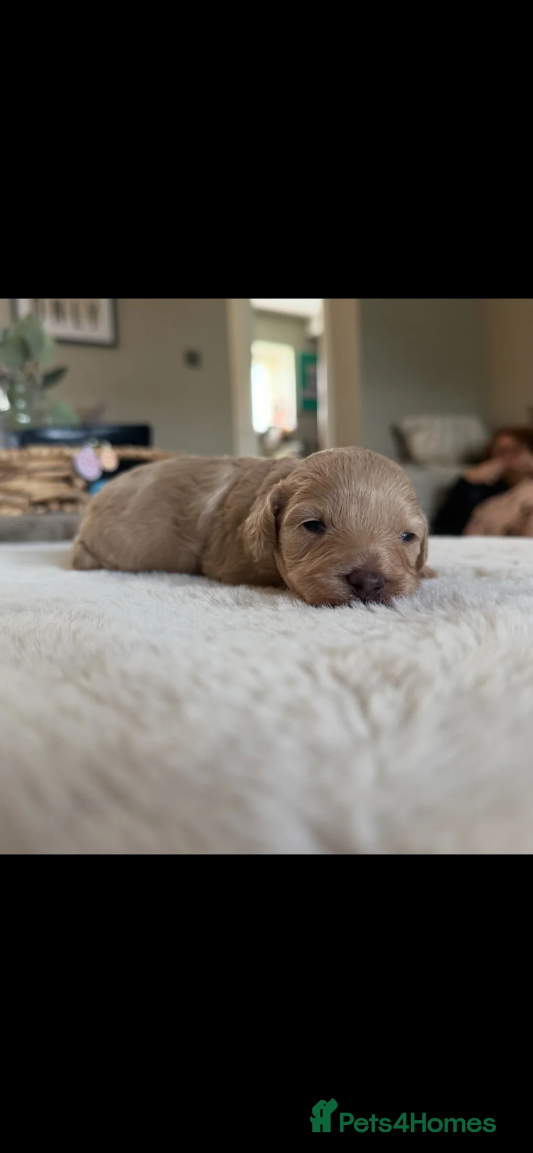 Toy Poodle dogs for sale: Miniature toy poodles  - Advert 5