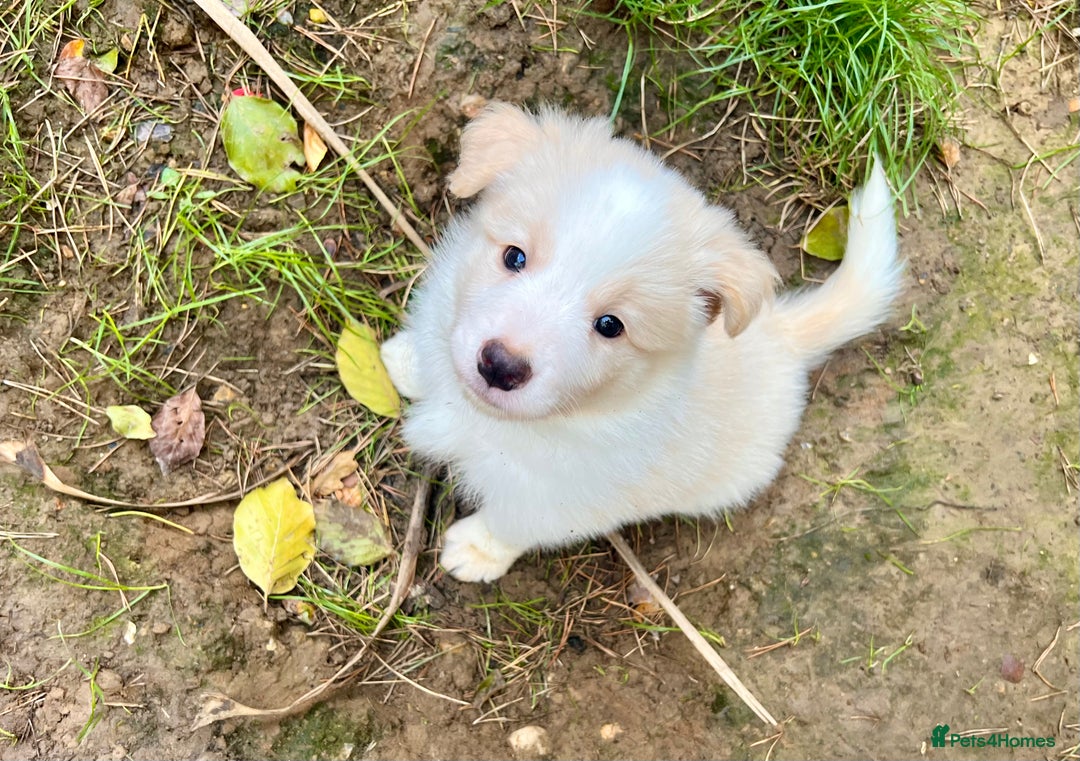 Border Collie dogs for sale: DUE 1st August Border collie Puppies - Image 2
