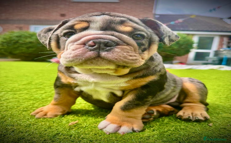 English Bulldog dogs - Advert 11