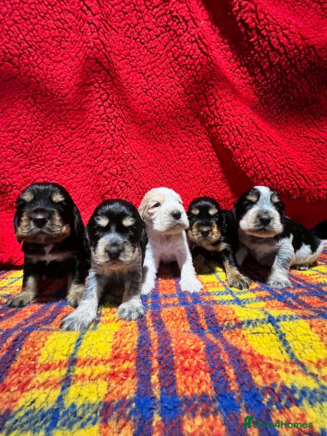 Cocker Spaniel dogs for sale: Kc Reg Cocker Spaniels parents DNA Clear  - Advert 1