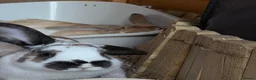 Mixed Breed rabbits for sale: 2 male bonded pair rabbits  - Advert 8