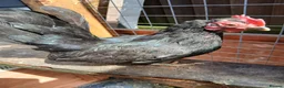 Chickens poultry for sale: 2 Serama hens  - Advert 6