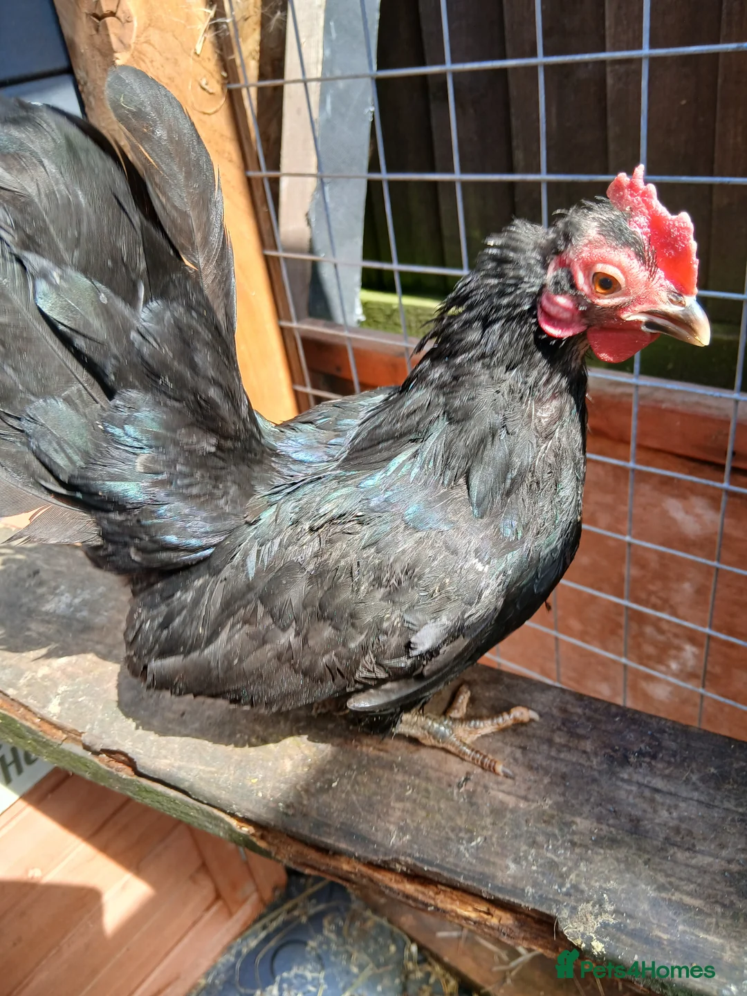 Chickens poultry for sale: 2 Serama hens  - Advert 6