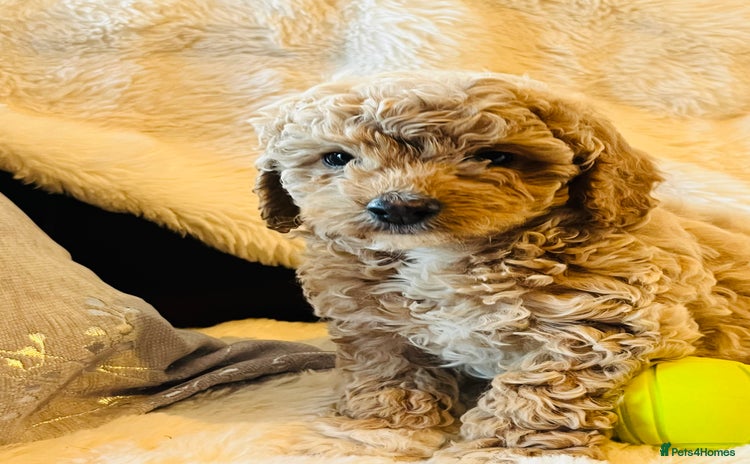Cockapoo dogs - Advert 2