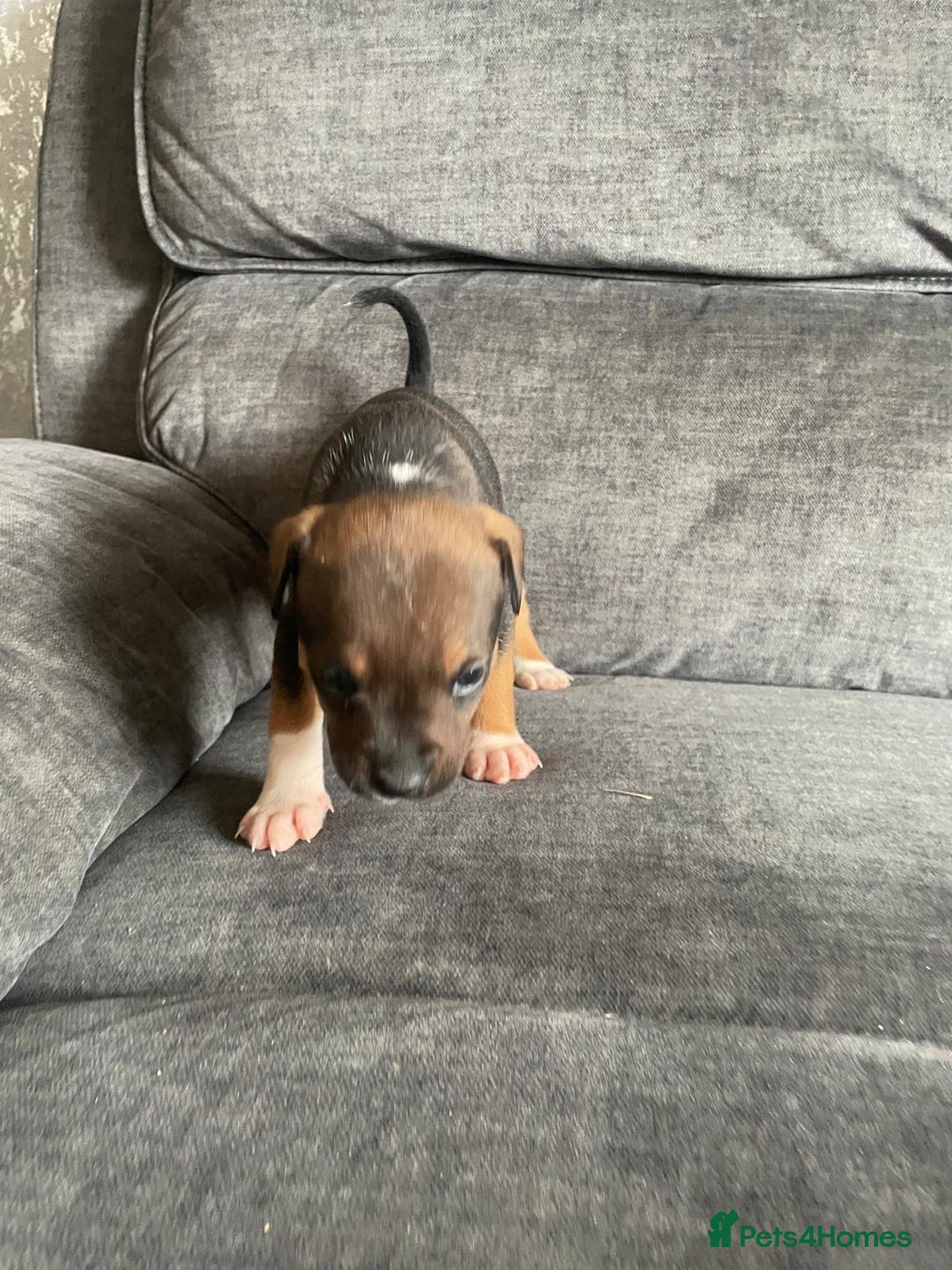 Staffordshire Bull Terrier dogs for sale: Beautiful staff pups for sale - Image 5