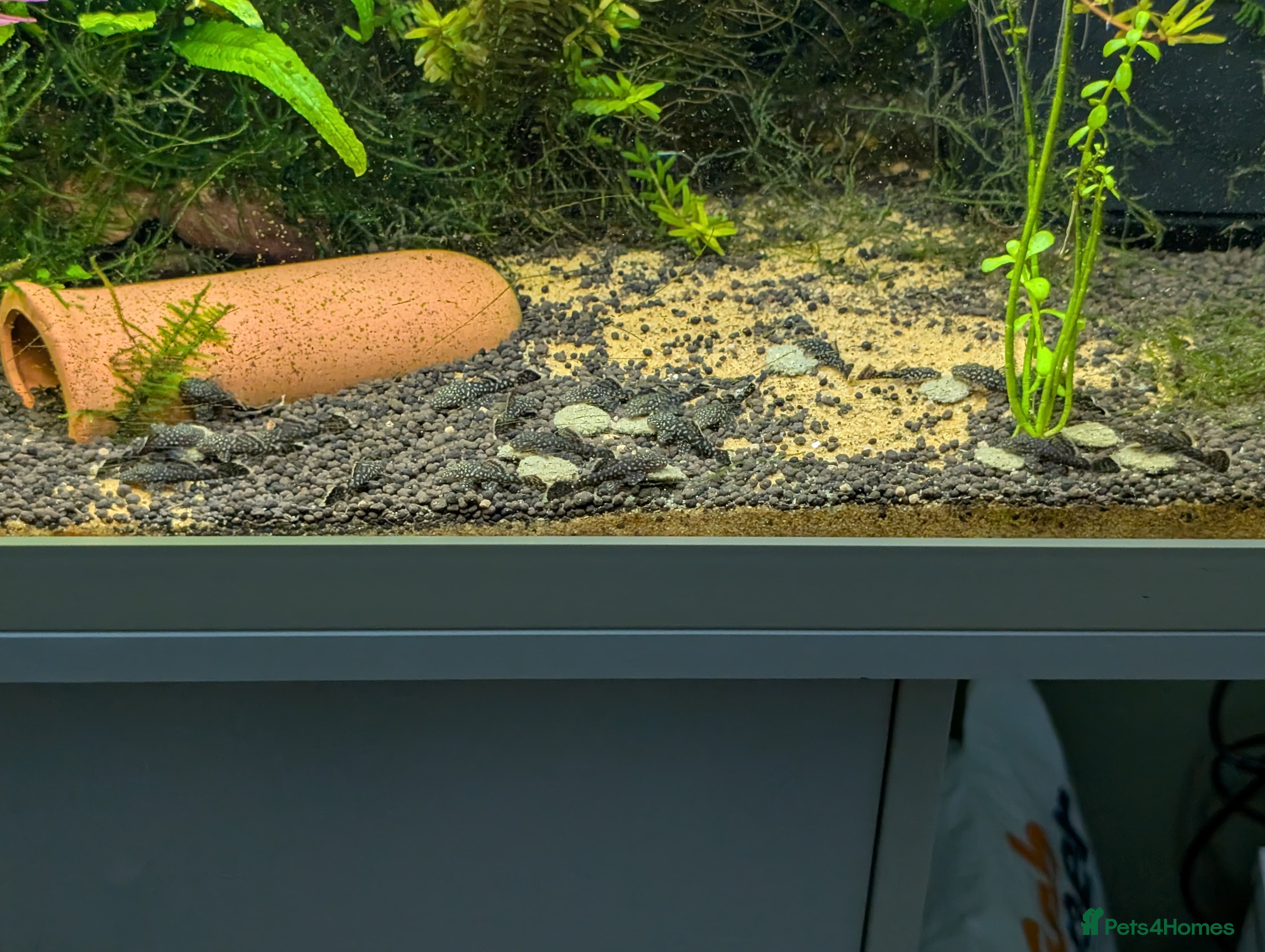 Catfish fish 25-30 Bristlenose Catfish for sale  in Worcester - Advert 7