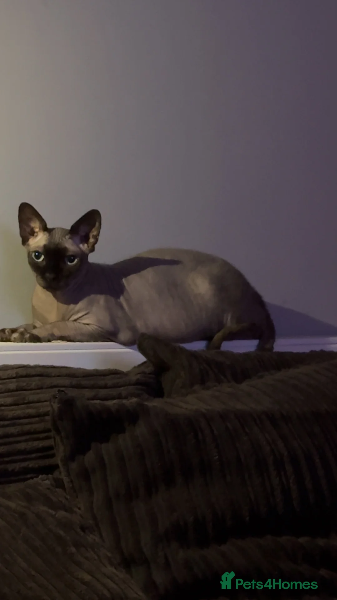 Sphynx cats for sale: New home for Khepri - Advert 2