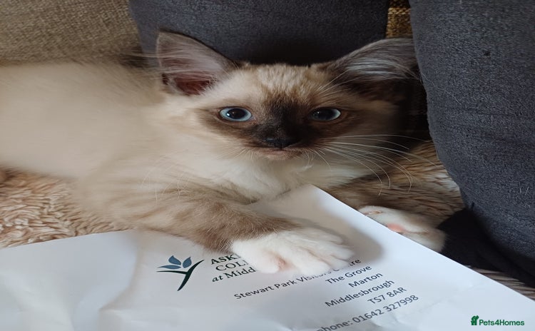 Ragdoll cats - Advert 7
