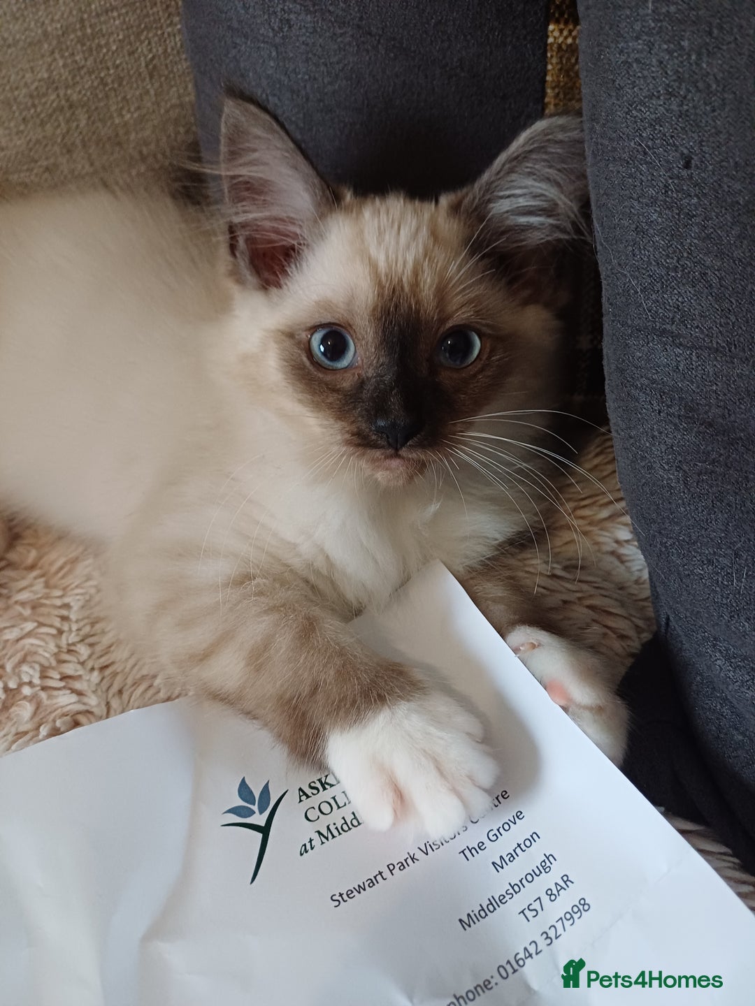 Ragdoll cats for sale: Gorgeous ragdoll boy - Image 1