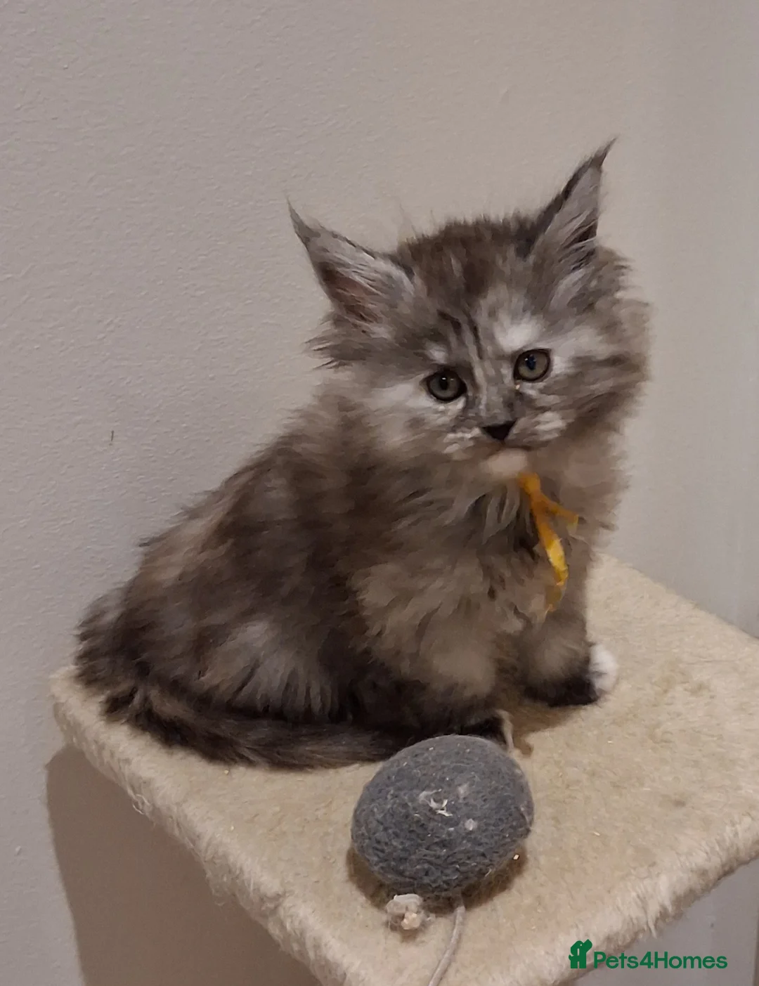 Maine Coon cats for sale: Pure Maine Coon Kittens - Advert 8