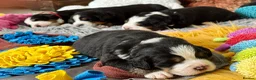 Bernese Mountain Dog dogs for sale: KC Registered Bernese Mountain Dog Puppies - Advert 17