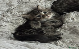 Mixed Breed cats for sale: Maine coon x ragdoll  - Image 6
