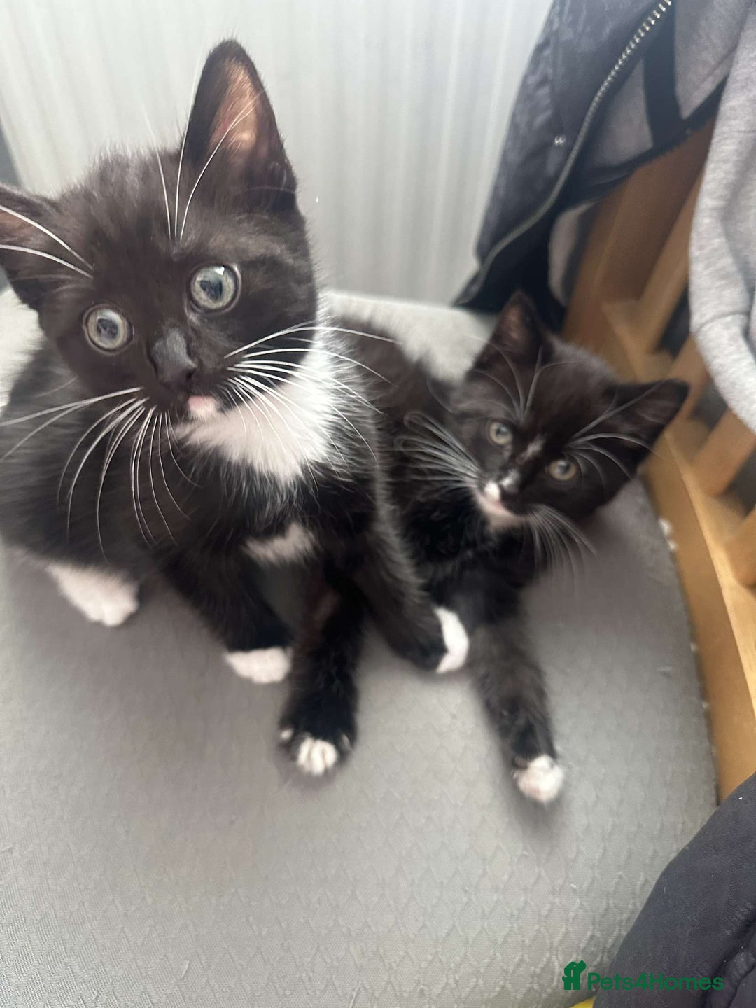 Mixed Breed cats for sale: 2 Beautiful Black n White kittens  - Image 5
