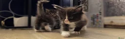 Maine Coon cats for sale: Maine Coon kitten boy - Advert 7