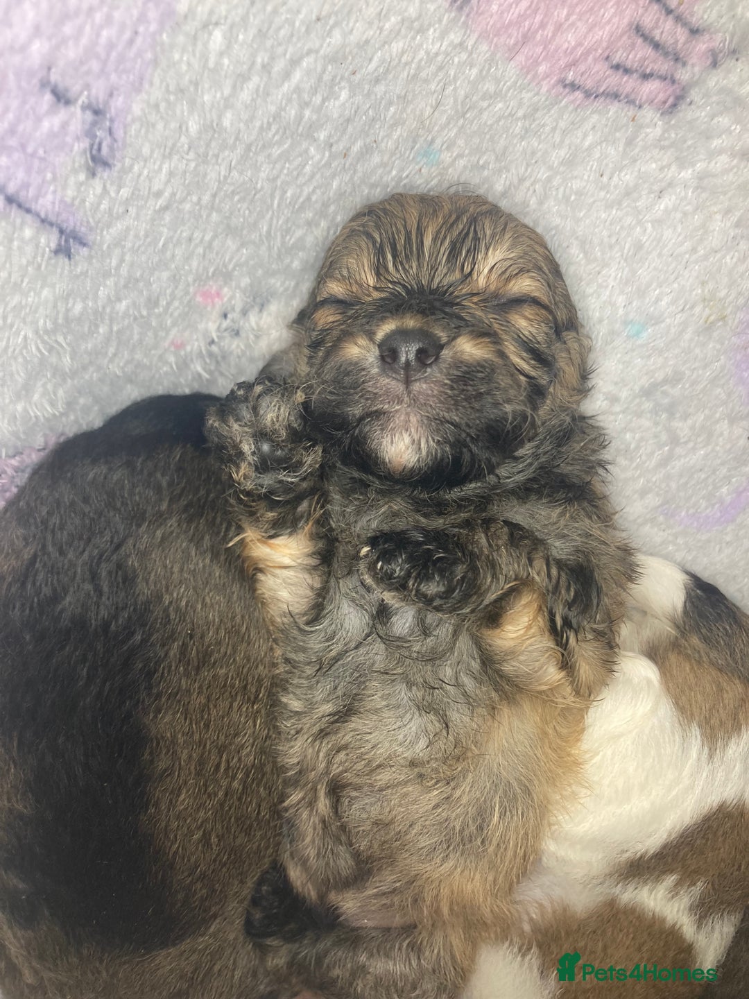 Shihpoo dogs for sale: 1 beautiful Sable shihpoo boy  - Image 11