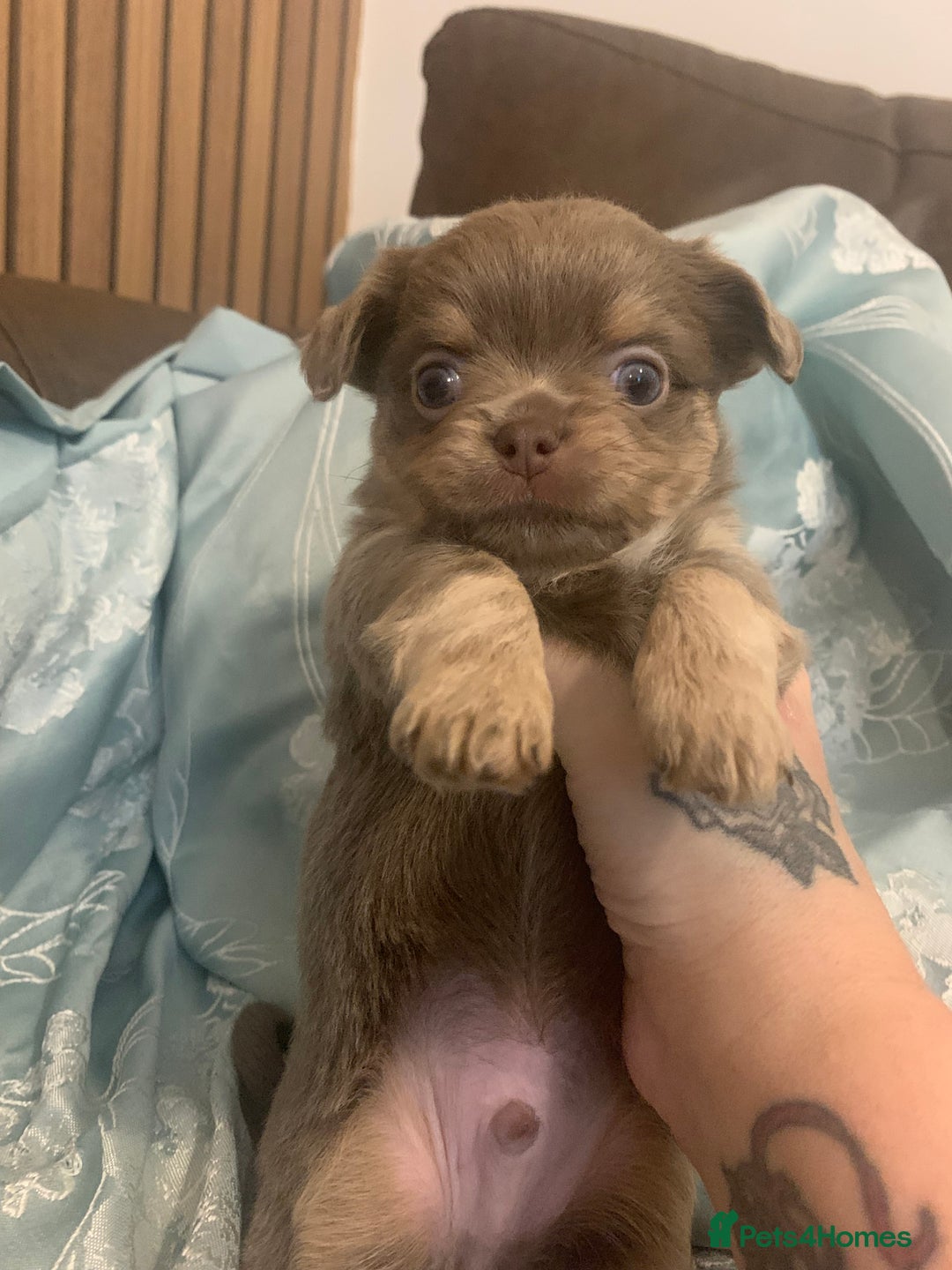 Chihuahua dogs for stud: My handsome boy for stud russian import in Durham - Advert 13