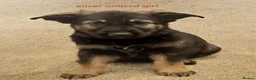 German Shepherd dogs for sale:  German shepherd pups for sale - Advert 9
