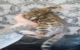 Bengal cats for sale: Pedigree Bengal Kittens - Image 14
