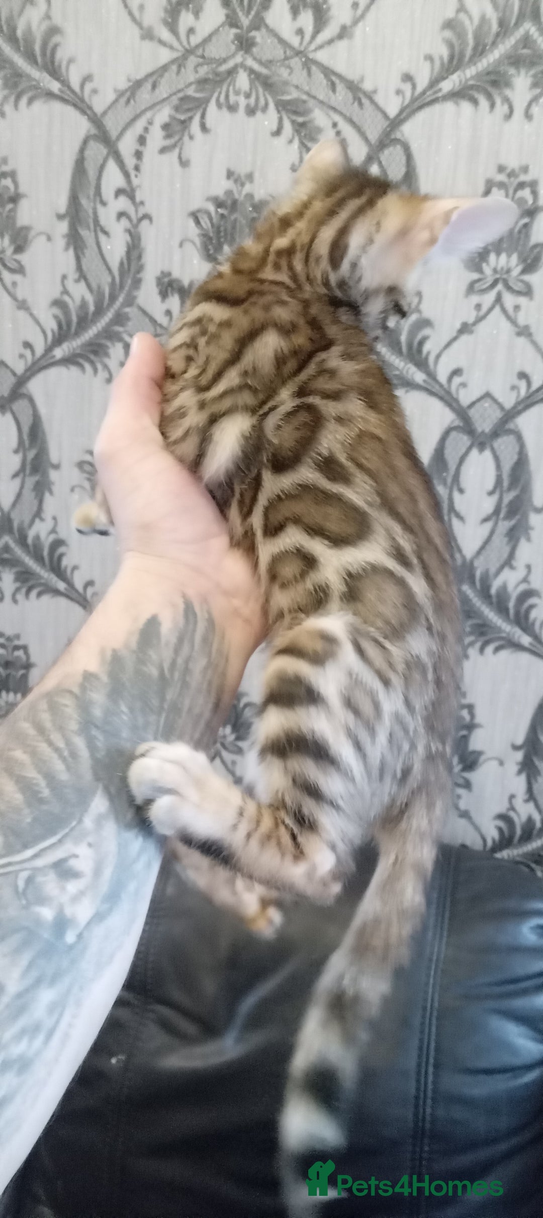 Bengal cats for sale: Pedigree Bengal Kittens - Image 14