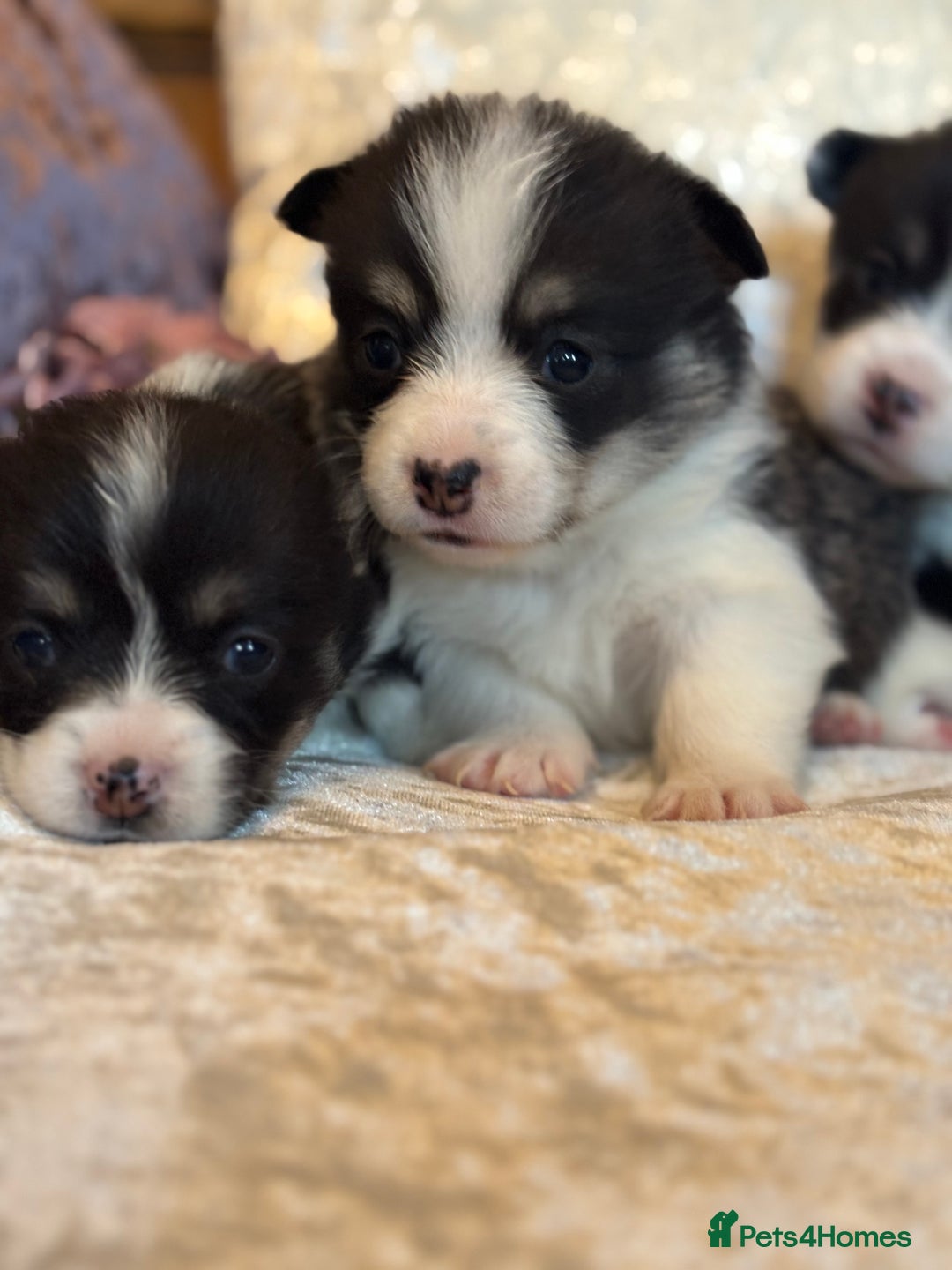 Welsh Corgi Pembroke dogs for sale: Pedigree, health tested parents, licensed breeder - Image 6