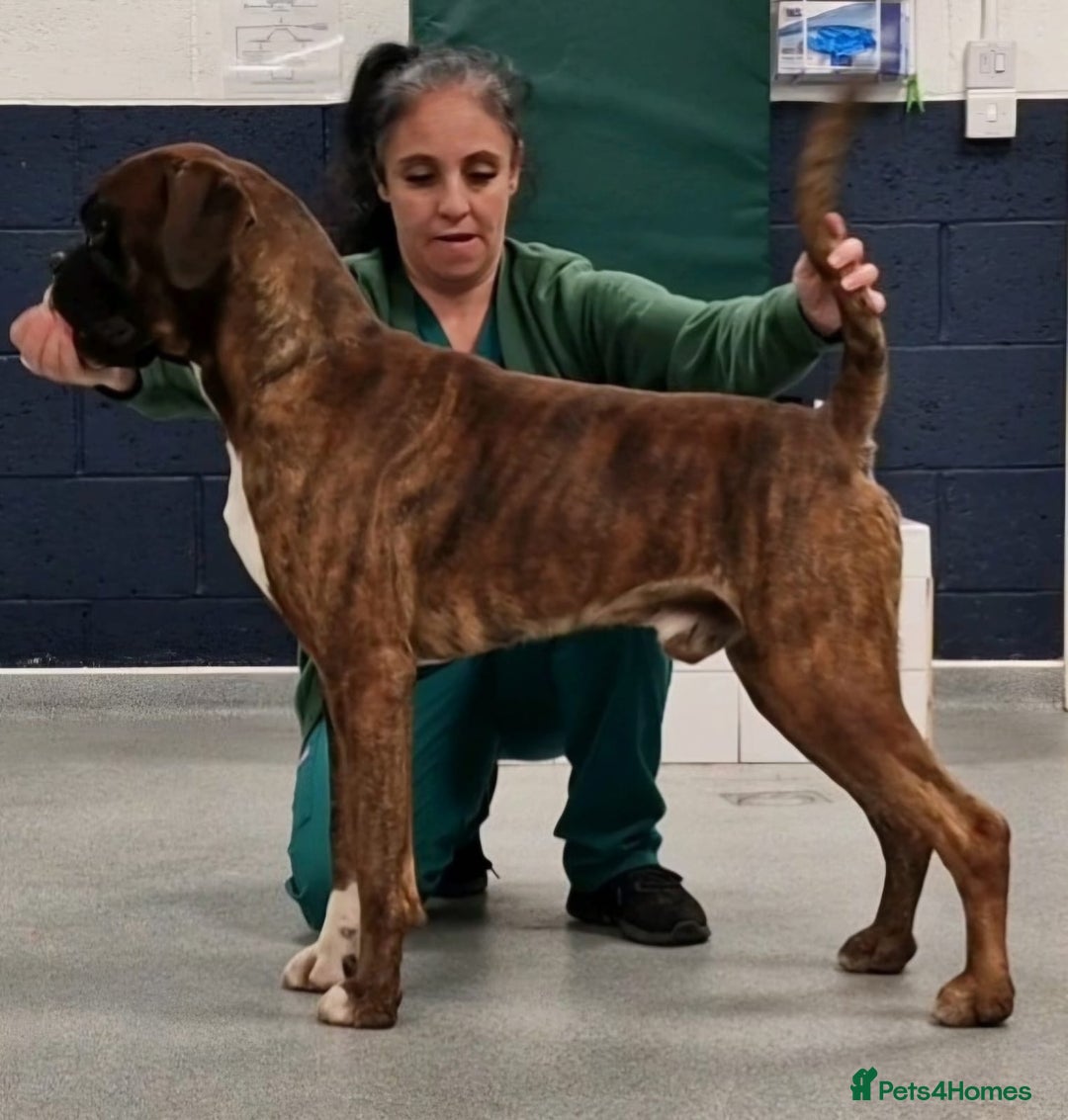 Boxer dogs for sale: ASTONISHING KC REGISTERED BOXER PUPPIES!  - Advert 5