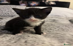 Mixed Breed cats for sale: 2 girls 2 boys - Image 1