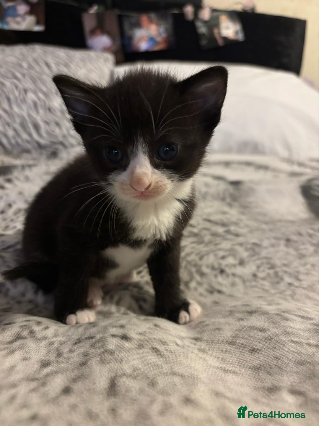 Mixed Breed cats for sale: 2 girls 2 boys - Image 1