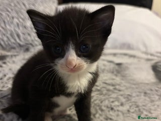 Mixed Breed cats - Advert 4