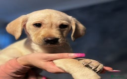 Labrador Retriever dogs for sale: Adorable Labradors ready for there forever  home  - Image 12