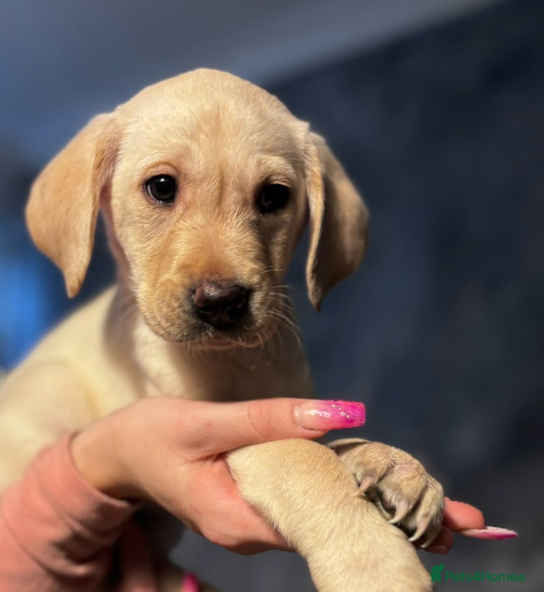 Labrador Retriever dogs for sale: Adorable Labradors ready for there forever  home  - Image 12