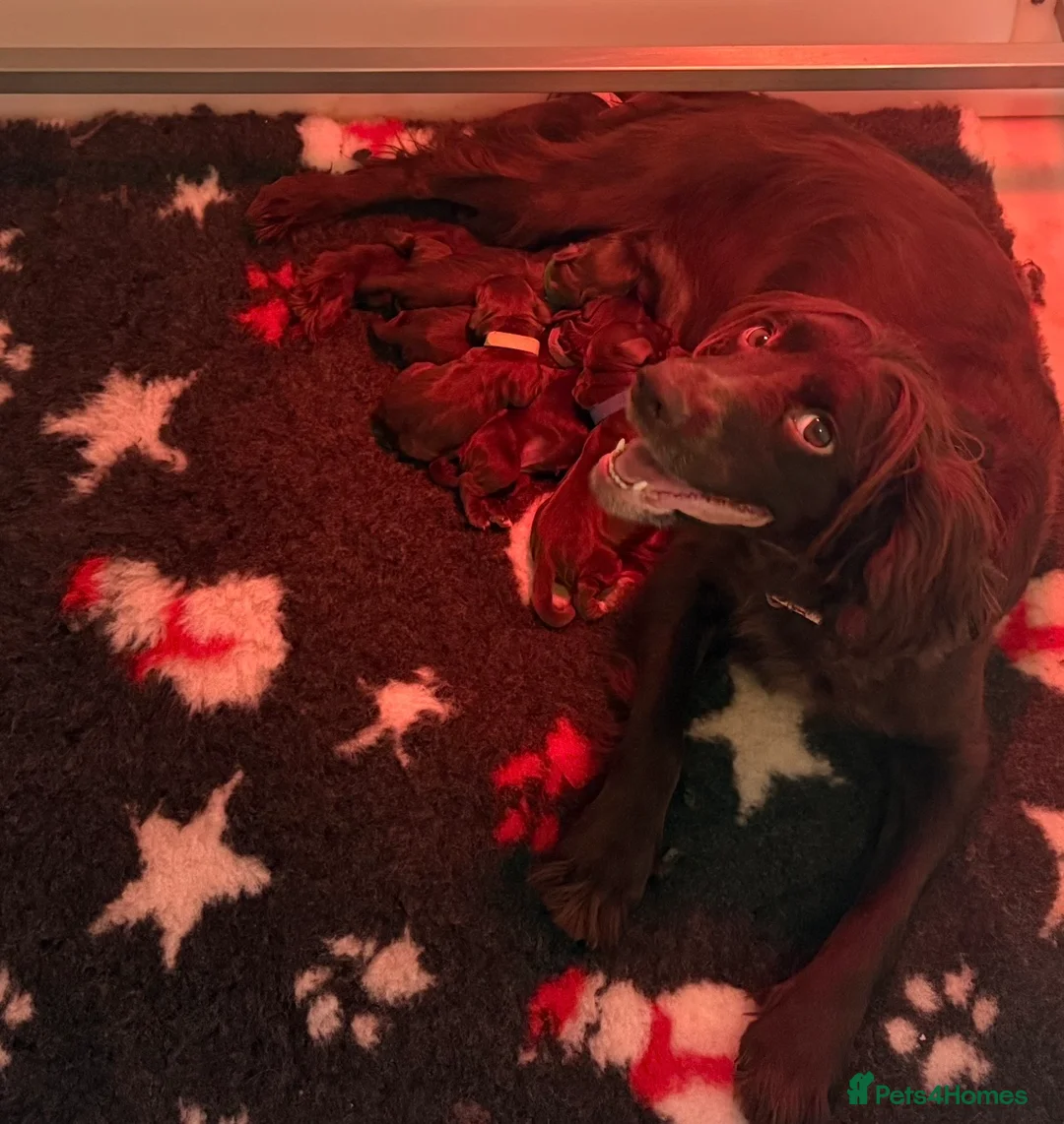 Cocker Spaniel dogs for sale: KC Working Cocker Spaniel Puppies - Health Tested  - Advert 14