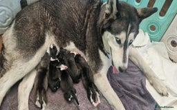 Siberian Husky dogs for sale: Beautiful Siberian husky puppies - Image 11