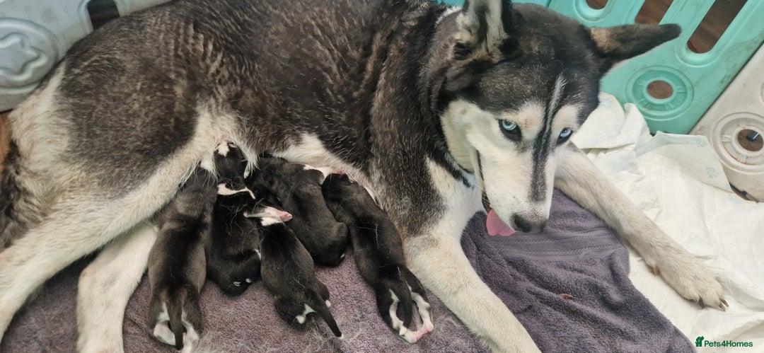 Siberian Husky dogs for sale: Beautiful Siberian husky puppies - Image 11