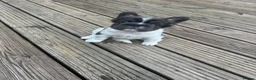 French Bulldog dogs for sale: Beautiful French Bulldog Puppies - Advert 12