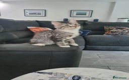 Maine Coon cats for sale: GCCF Pedigree Maine Coon Kittens for sale  - Image 6